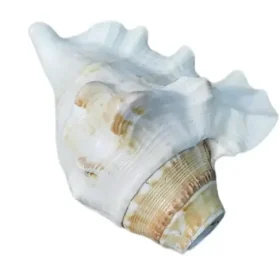 Bachapan Pack of 1 Panchmukhi Shankh | Five Finger Shankh