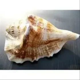 RIDDHI FASHION MART pack of 1 psc 5 MUKHI SHANKH