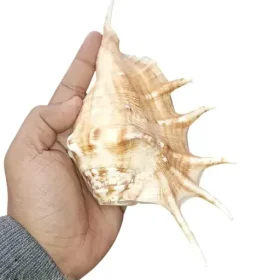 Srimaa Ventures Authentic Right Hand Panchmukhi Blowing Shankh – Sacred Conch for Pooja