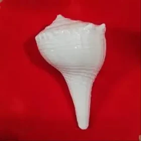 URMILA TRADERS - Dakshinavarti Shankh Original Valampuri Sangu Dakshin Mukhi Shankh for Pooja Pure White