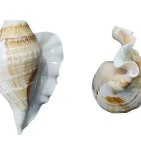 Bachapan Pack of 1 Panchmukhi Shankh