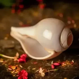 Original Vamavarti Blowing Shankh || Size: 4.5 to 5 inches || Bajnewala Vamavarti Shankh with Loud Echo Sound to Purify Environment for Home Pooja